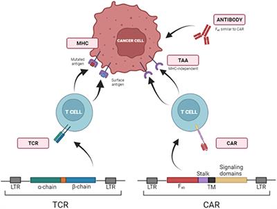 Development of immunotherapy for high-grade gliomas: Overcoming the immunosuppressive tumor microenvironment